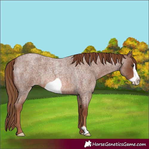 Horse Color:Red Roan Frame 