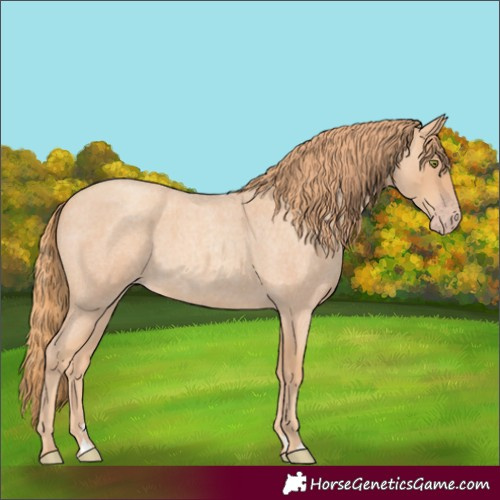 Horse Color:Gold Champagne Roan 