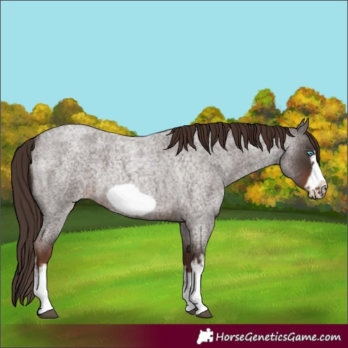 Horse Color:White Spotted Liver Red Roan Frame