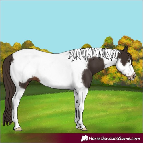 Horse Color:Liver Chestnut Tobiano Frame