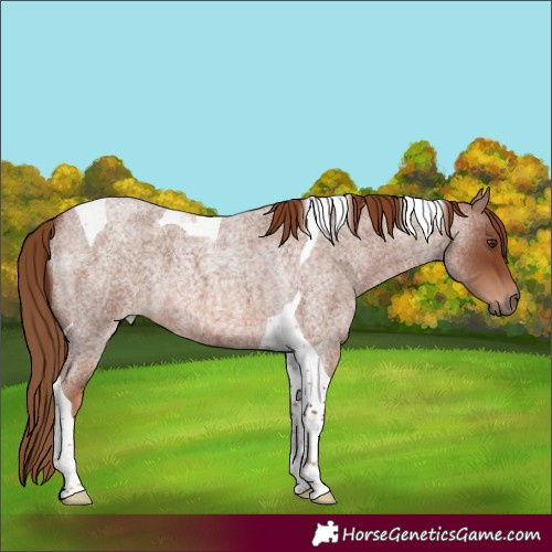 Horse Color:Red Roan Tobiano