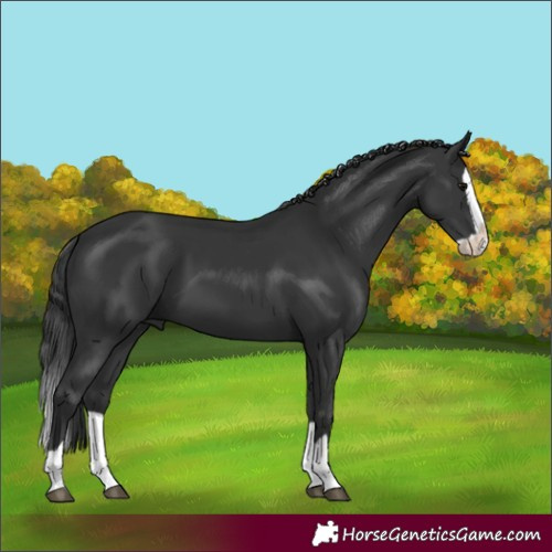 Horse Color:Black Splash 