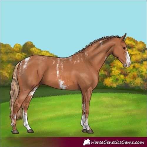 Horse Color:Powder White Chestnut Sabino 