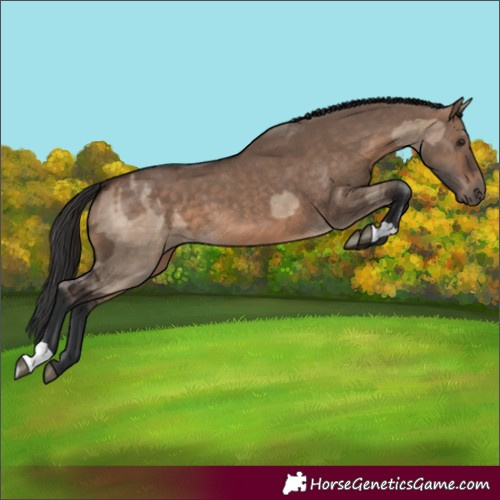 Horse Color:Brown Dun and Brown Dun