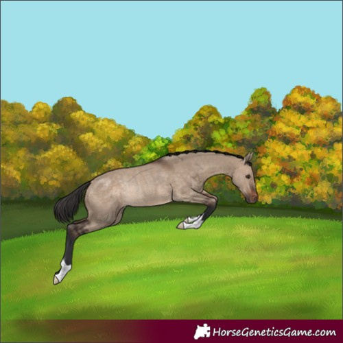 Horse Color:Brown Dun Rabicano 
