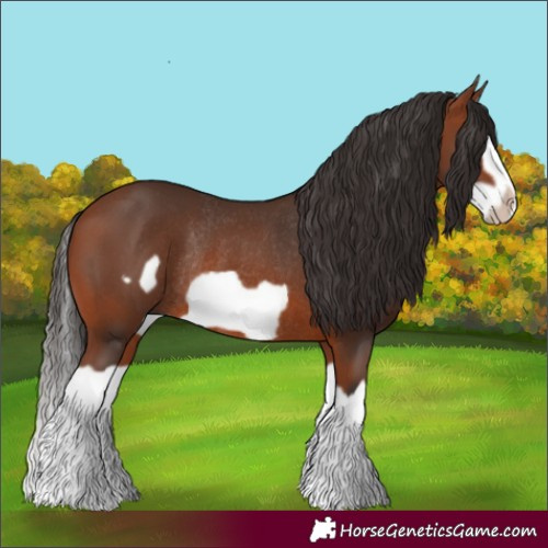 Horse Color:Bay Splash Frame Rabicano 