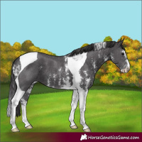Horse Color:Smoky Black Sabino Tobiano