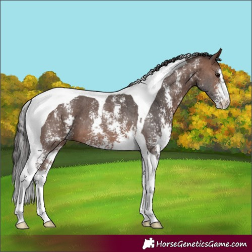 Horse Color:Brown Sabino Tobiano 