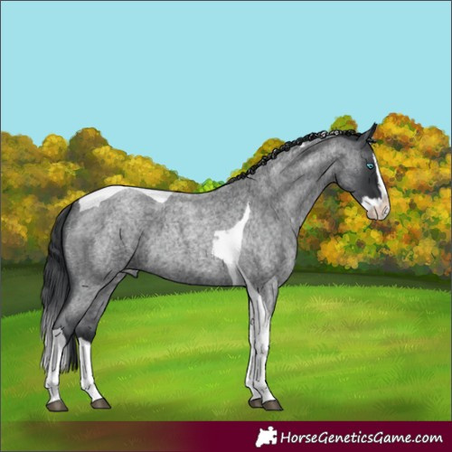 Horse Color:Blue Roan Splash Tobiano 
