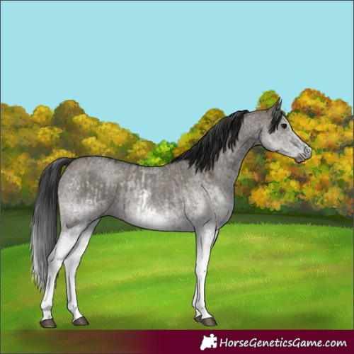Horse Color:Gray White Spotted Grullo and Gray White Spotted Grullo Splash