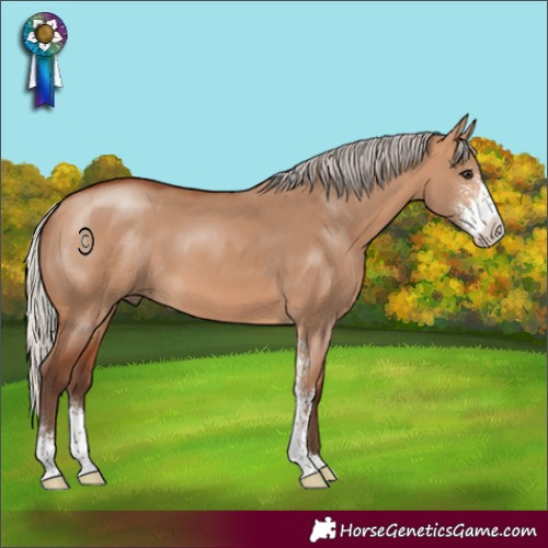 Horse Color:Silver Bay Dun Sabino 