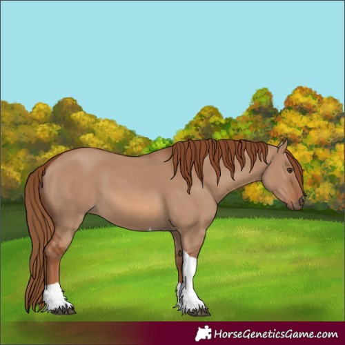 Horse Color:Red Dun Tobiano 