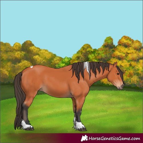 Horse Color:Bay Tobiano 