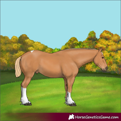 Horse Color:Chestnut Tobiano 