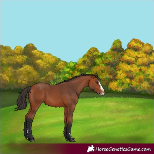Horse Color:Bay Splash