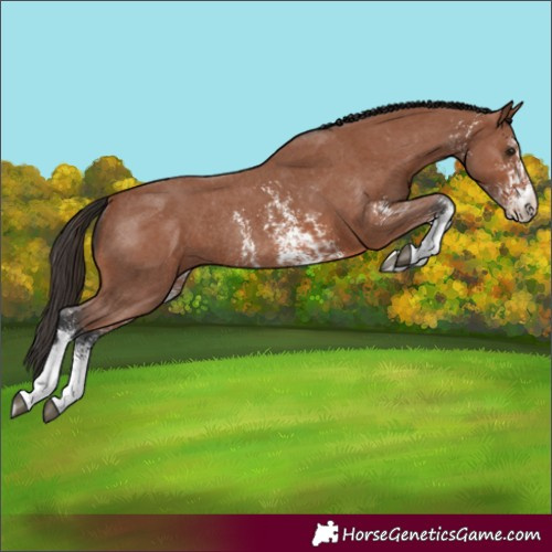 Horse Color:Unknown 