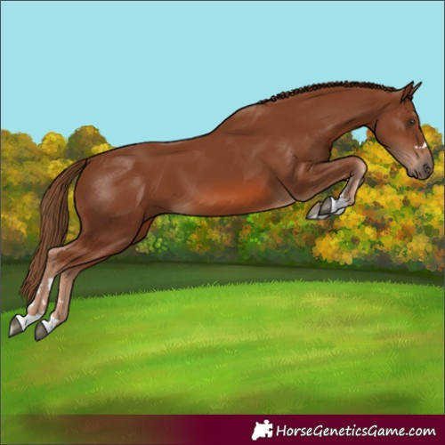 Horse Color:Unknown 