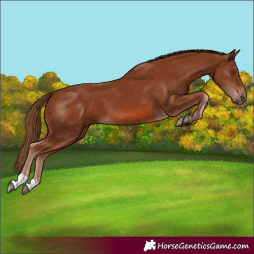 Horse Color:Unknown 