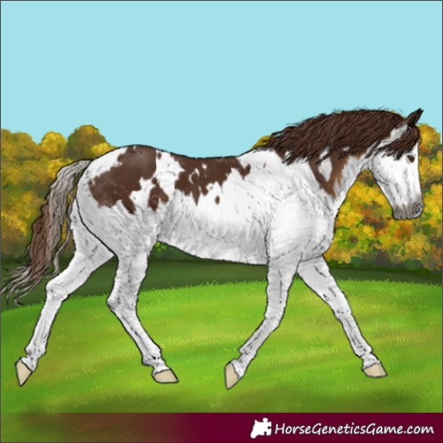 Horse Color:Gray White Spotted Chestnut Splash 