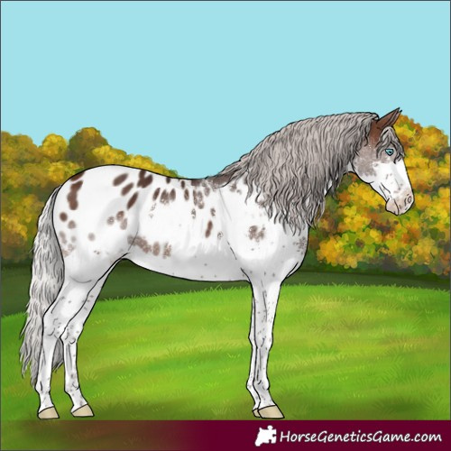 Horse Color:Silver Brown Splash Tobiano Blanket 