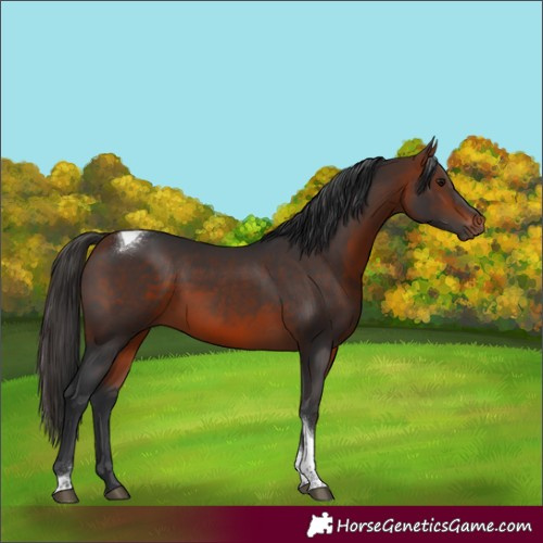Horse Color:Bay Tobiano Rabicano 