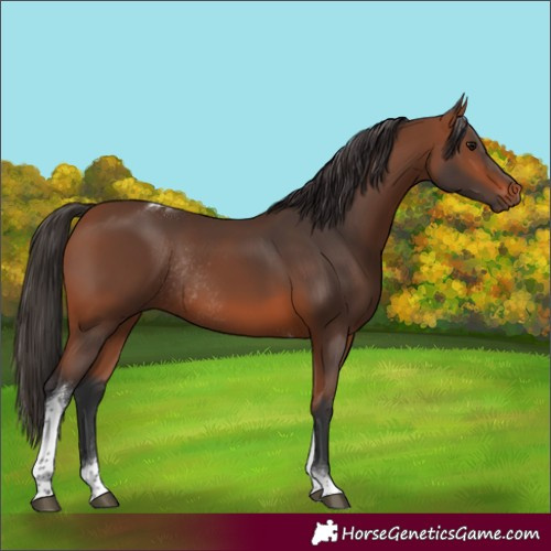 Horse Color:Bay Tobiano Rabicano 