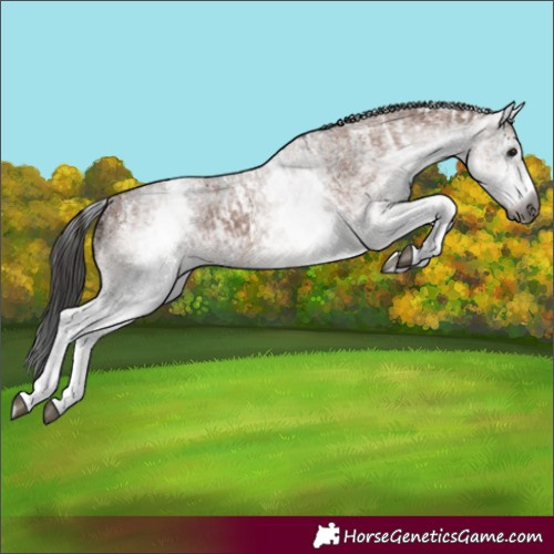 Horse Color:Gray White Spotted Black and Gray White Spotted Bay