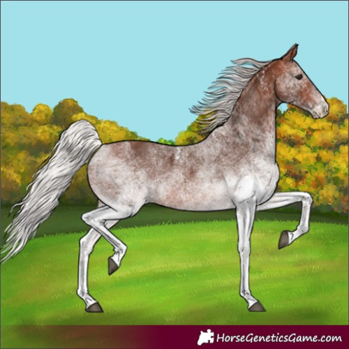 Horse Color:Unknown 
