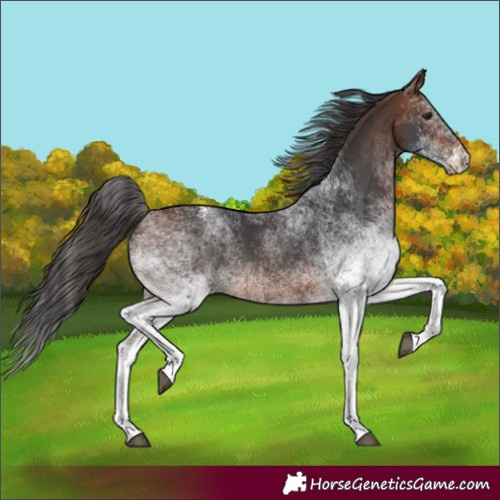 Horse Color:Unknown 