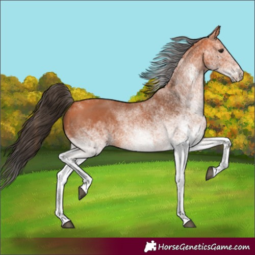 Horse Color:Unknown 