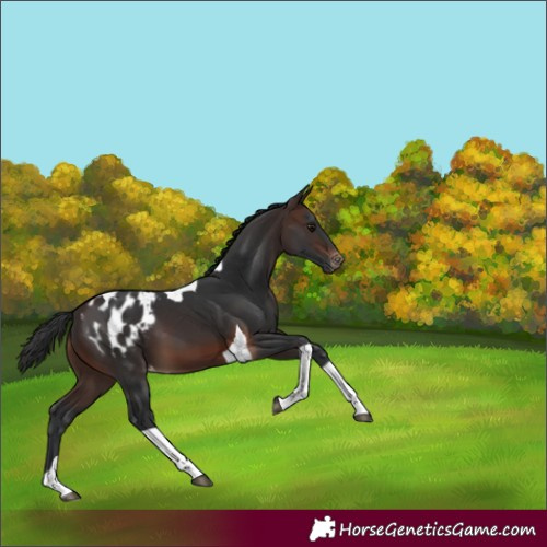 Horse Color:Brown Tobiano Appaloosa 