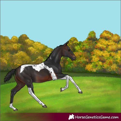 Horse Color:Brown Tobiano 