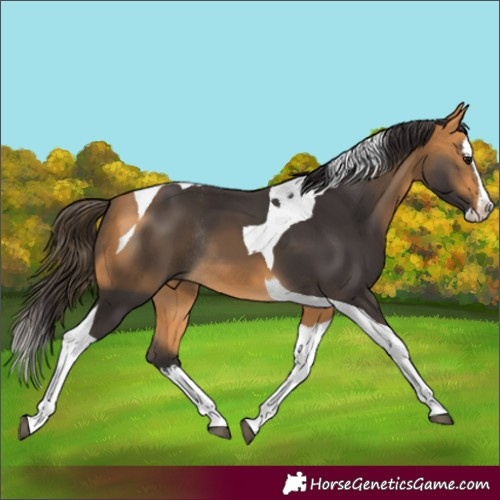 Horse Color:Buckskin Splash Tobiano Rabicano 