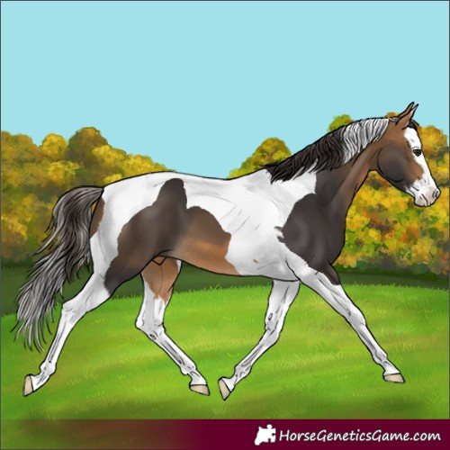 Horse Color:Buckskin Splash Tobiano 