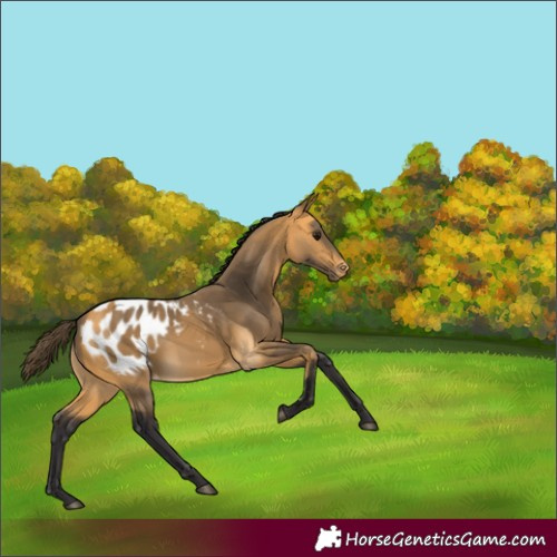 Horse Color:Buckskin Appaloosa