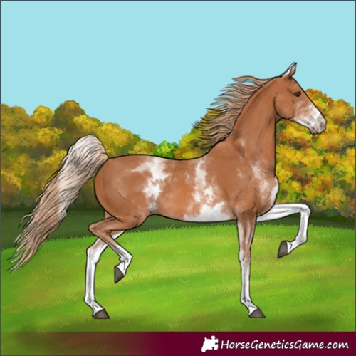 Horse Color:White Spotted Chestnut