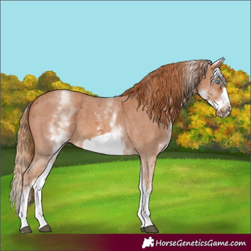 Horse Color:White Spotted Chestnut Sabino Splash Frame