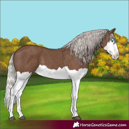 Horse Color:Silver Black Splash 