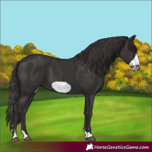 Horse Color:Smoky Black Frame