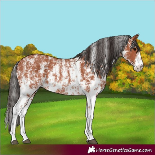 Horse Color:Bay Sabino Rabicano and Bay Sabino Rabicano