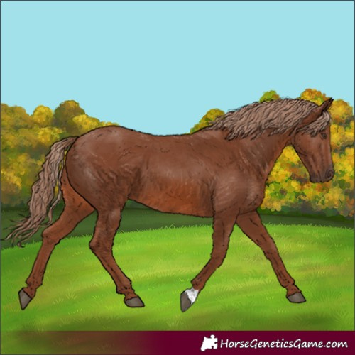 Horse Color:Chestnut 