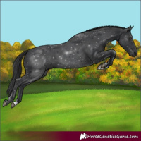 Horse Color:Black 