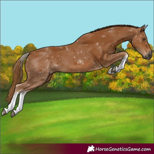Horse Color:Gray White Spotted Chestnut 