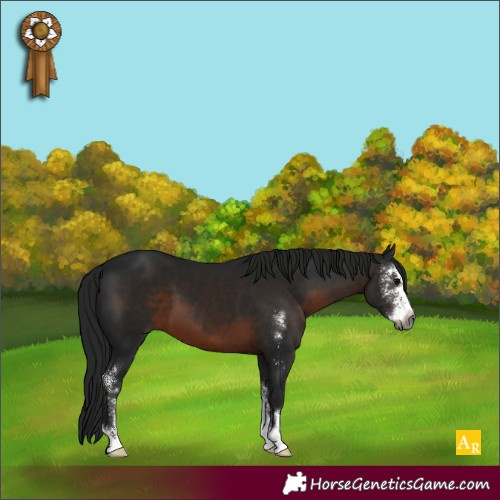 Horse Color:Gray Brown Sabino 