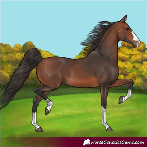 Horse Color:Unknown 
