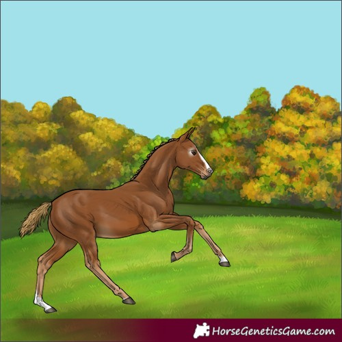 Horse Color:Gray Chestnut Splash