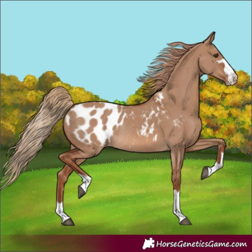 Horse Color:Unknown 