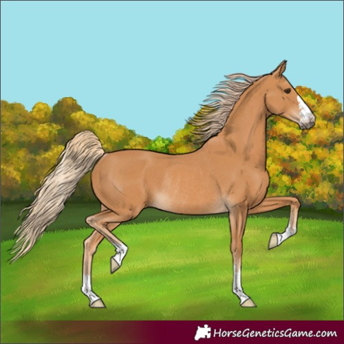 Horse Color:Unknown 