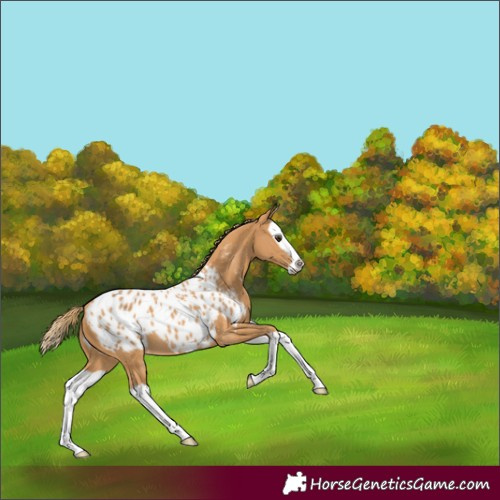 Horse Color:Chestnut Splash Blanket