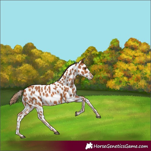 Horse Color:Chestnut Leopard